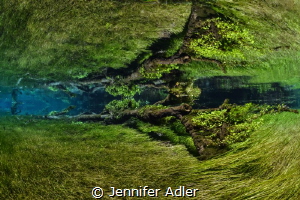 Freshwater Forest - A fallen tree joins the underwater me... by Jennifer Adler 